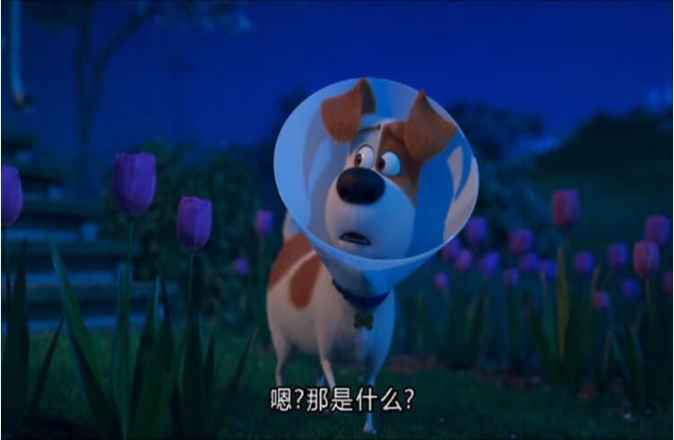2019電影 愛寵大機密2/寵物當家2/Pet Pet當家2 國語中字 盒裝1碟