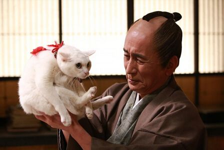2015高分日劇 貓侍 第二季 北村一輝 日語中字 盒裝2碟