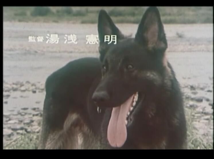 經典日劇DVD：警犬卡爾 1-11集【木之內綠】中文字幕+日語發音3碟