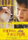 日本經典感人淚下的狗狗電影 向日葵與幼犬的7天 DVD收藏版