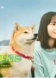 2025日劇《今日份的散步》新谷柚實/安田顯 日語中字 盒裝1碟